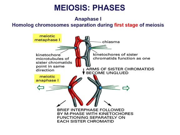 GA_MED Meiosis loc