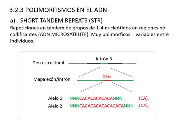 MED-T23-Polimorfismo y mutación