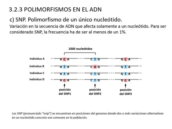 ODO-T24-Polimorfismo y mutaciónDANA