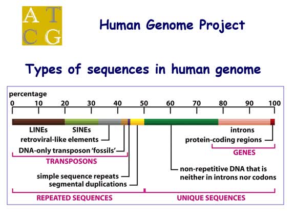 GA_T24_Human_Genome_2022