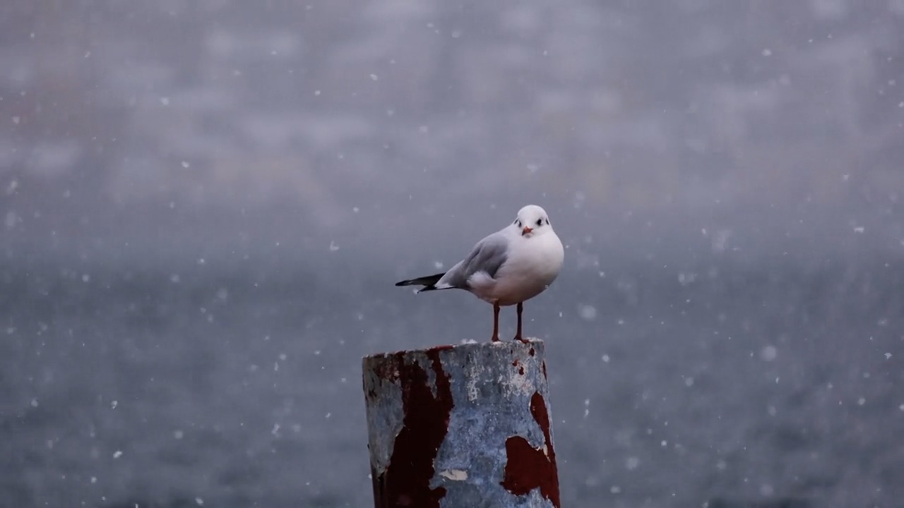 VIDEO DE AMPARO MEDAL DE PRUEBA de gaviotas