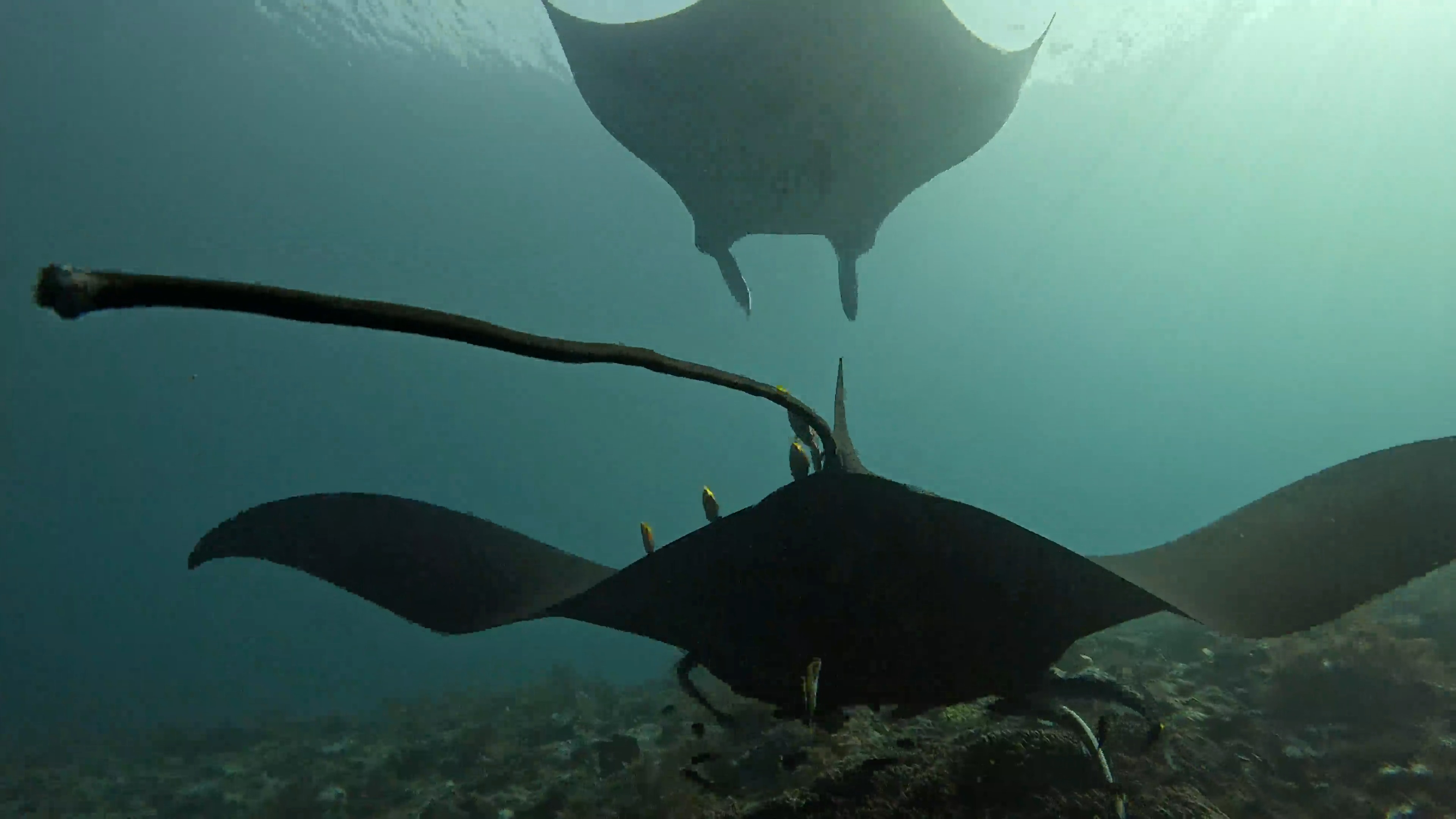 Mantas de Raja Ampat