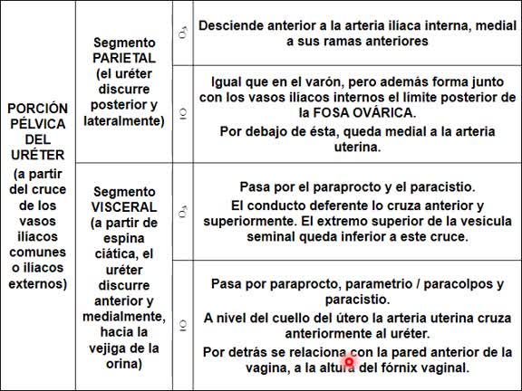 Anatomía de los vasos ilíacos internos. Porción pélvica del uréter. Espacios pelviviscerales. Plexos hipogástricos.
