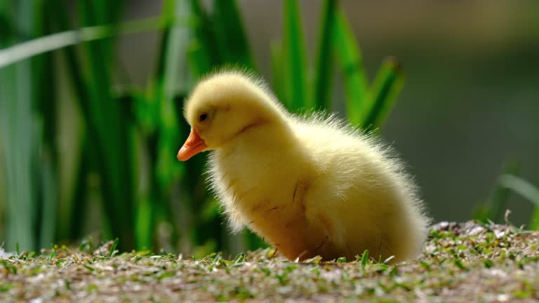 POLLITO EN EL CAMPO